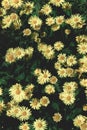 Blooming yelllow chamomile flowers. Beautiful wildflowers