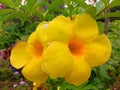 Blooming yellow Alamanda flowers