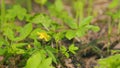 Blooming yellow anemone. Species of herbaceous perennial plant. Nature background. Close up.