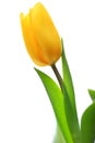 Blooming yellow Botanic Tulip flower