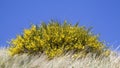 Blooming yellow broom