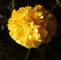 Blooming yellow calendula flower Royalty Free Stock Photo