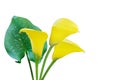 Blooming Yellow Calla Lily Flowers with Green Leaf Isolated on White Background with Clipping Path Royalty Free Stock Photo