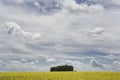 Blooming Canola Field under dramatic sky Royalty Free Stock Photo