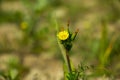 Blooming yellow Carolina desert-chicory flowers