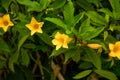 A blooming yellow cicada flower