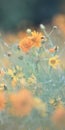 Blooming yellow cosmos sulphureus flowers bed on beautiful blurred nature background Royalty Free Stock Photo