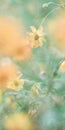 Blooming yellow cosmos sulphureus flowers bed on beautiful blurred nature background Royalty Free Stock Photo