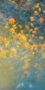 Blooming yellow cosmos sulphureus flowers bed on beautiful blurred nature background Royalty Free Stock Photo