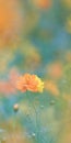 Blooming yellow cosmos sulphureus flowers bed on beautiful blurred nature background Royalty Free Stock Photo