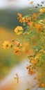 Blooming yellow cosmos sulphureus flowers bed on beautiful blurred nature background Royalty Free Stock Photo