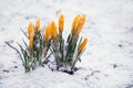 Blooming yellow crocus flower covered snow Royalty Free Stock Photo