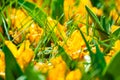 Blooming yellow crocus flowers in spring. Royalty Free Stock Photo