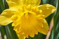 Yellow daffodil closeup on a sunny day