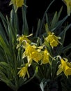 Blooming Yellow Daffodil Flowers Royalty Free Stock Photo