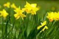 Blooming yellow daffodils Royalty Free Stock Photo