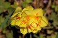 Blooming Yellow Daffodils flower, Narcissus Blossom Narcissus pseudonarcissus, knows also as Wild Daffodil or Lent lily in Royalty Free Stock Photo