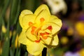 Blooming Yellow Daffodils flower, Narcissus Blossom Narcissus pseudonarcissus, knows also as Wild Daffodil or Lent lily in Royalty Free Stock Photo