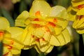 Blooming Yellow Daffodils flower, Narcissus Blossom Narcissus pseudonarcissus, knows also as Wild Daffodil or Lent lily in Royalty Free Stock Photo