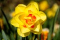 Blooming Yellow Daffodils flower, Narcissus Blossom Narcissus pseudonarcissus, knows also as Wild Daffodil or Lent lily in Royalty Free Stock Photo