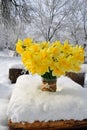 Blooming yellow daffodils in a vase stand on a wooden table covered with snow in yard outside