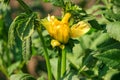 A Blooming Yellow Dahlia Flower Bud