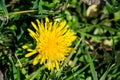 Blooming yellow dandelion, dandelion taraxacum flower in the garden, wild plant outdoors