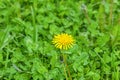 Blooming yellow dandelion flower on a green meadow Royalty Free Stock Photo