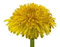 Blooming yellow dandelion flowers Taraxacum officinale isolated on a white background Royalty Free Stock Photo