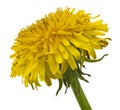 Blooming yellow dandelion flowers Taraxacum officinale isolated on a white background Royalty Free Stock Photo
