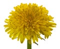 Blooming yellow dandelion flowers Taraxacum officinale isolated on a white background Royalty Free Stock Photo