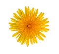 Blooming yellow dandelion on a white background.