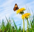 Blooming yellow dandelions and butterfly against the blue sky. Royalty Free Stock Photo