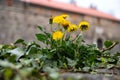 Blooming yellow dandelions in the city Royalty Free Stock Photo