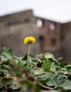 Blooming yellow dandelions in the city Royalty Free Stock Photo