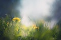 Blooming yellow dandelions with green grass in spring forest Royalty Free Stock Photo