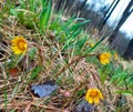 Blooming yellow dandelions in the spring forest. Yellow flowers grow in dry grass close-up. Spring thaw Royalty Free Stock Photo