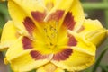 Blooming yellow daylilies in the garden Royalty Free Stock Photo