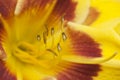 Blooming yellow daylilies in the garden Royalty Free Stock Photo