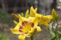 Blooming yellow daylilies in the garden Royalty Free Stock Photo