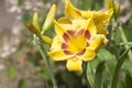 Blooming yellow daylilies in the garden Royalty Free Stock Photo