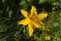 Blooming yellow daylilies in the garden Royalty Free Stock Photo