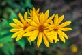 Blooming yellow Echinacea photo in the garden