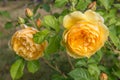 Blooming yellow rose in the garden on a sunny day. David Austin Rose Golden Celebration