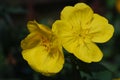 Blooming Yellow Evening Primrose Flowers in a Garden Royalty Free Stock Photo