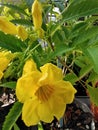close-up of yellow flowers, garden, nature, beautiful, morning, sunshine, beautiful Royalty Free Stock Photo