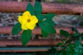 Blooming yellow flower of Linum flavum, the golden flax or yellow flax, is a species of flowering plant in the family Linaceae. Royalty Free Stock Photo