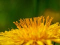 Blooming yellow flower macro on green background Royalty Free Stock Photo