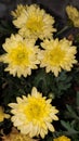 Blooming yellow krisan flowers