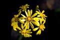 Blooming yellow flowers called Japanese silverleaf on black background Royalty Free Stock Photo